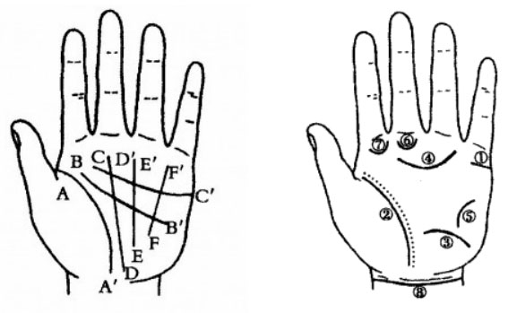 图解掌纹的奥秘：手相的主要掌纹与次要掌纹详解